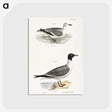 2-39_Zoology-of-New-York_postcard