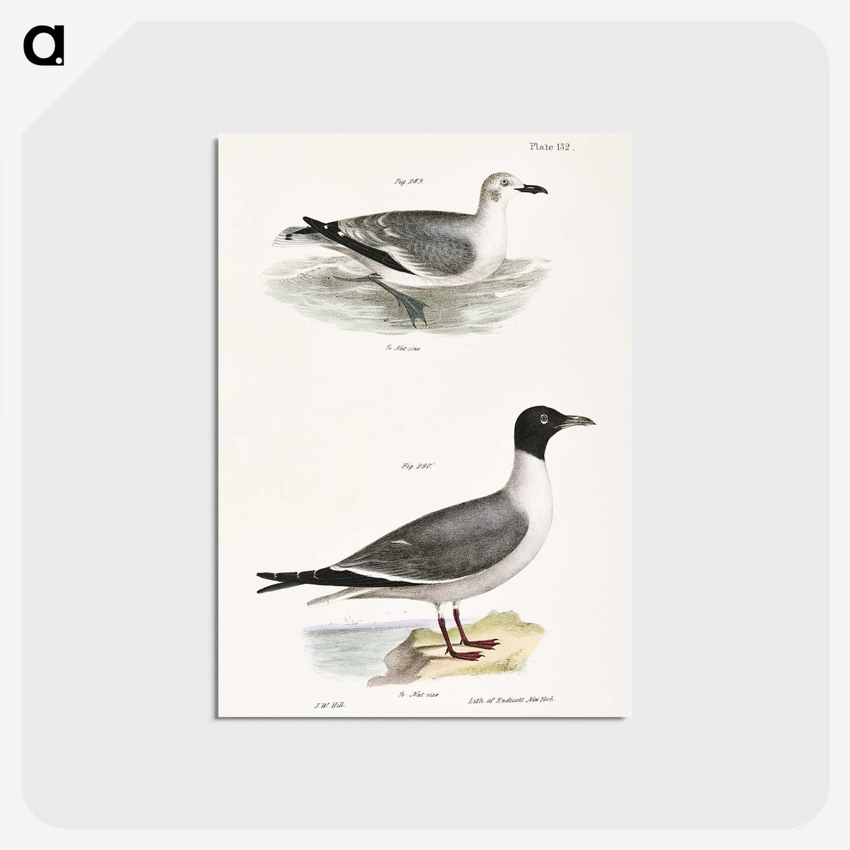 2-39_Zoology-of-New-York_postcard