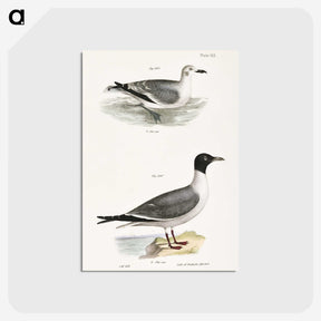 2-39_Zoology-of-New-York_postcard