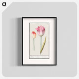 Tulip - アンセルムス ボエティウス デ ブート Poster.