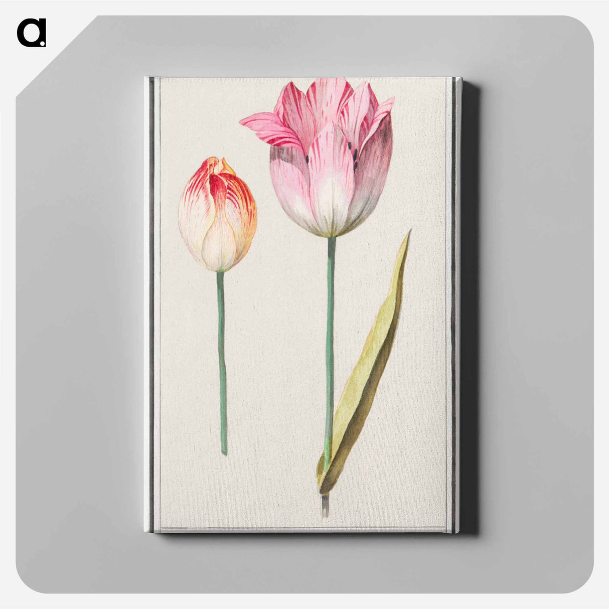 Tulip - アンセルムス ボエティウス デ ブート Canvas.