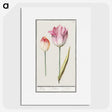 2-3_Anselmus-Boetius-de-Boodt_picture