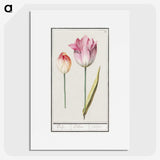 2-3_Anselmus-Boetius-de-Boodt_picture