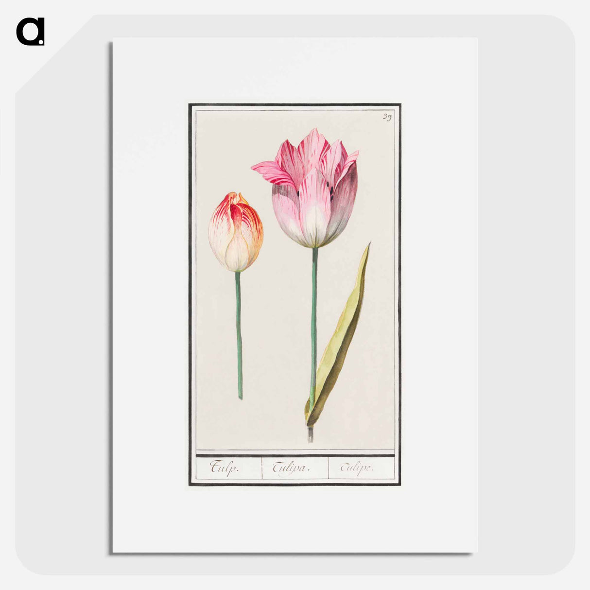 Tulip - アンセルムス ボエティウス デ ブート Poster.