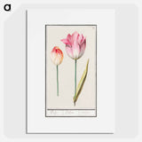 Tulip - アンセルムス ボエティウス デ ブート Poster.