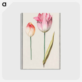 アートポストカード-Tulip - アンセルムス ボエティウス デ ブート Postcard.