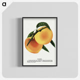 2-3_Botanical-Specimen-Plates_blk-crop
