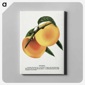 2-3_Botanical-Specimen-Plates_canvas
