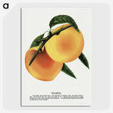 2-3_Botanical-Specimen-Plates_picture-crop