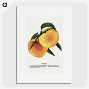 2-3_Botanical-Specimen-Plates_picture