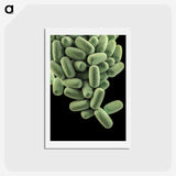 2-3_COVID-19_hagaki