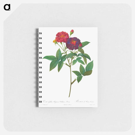 アートメモ帳-Rosa Gallica Purpurea Velutina Parva
 - クリーブランド美術館 Memo.
