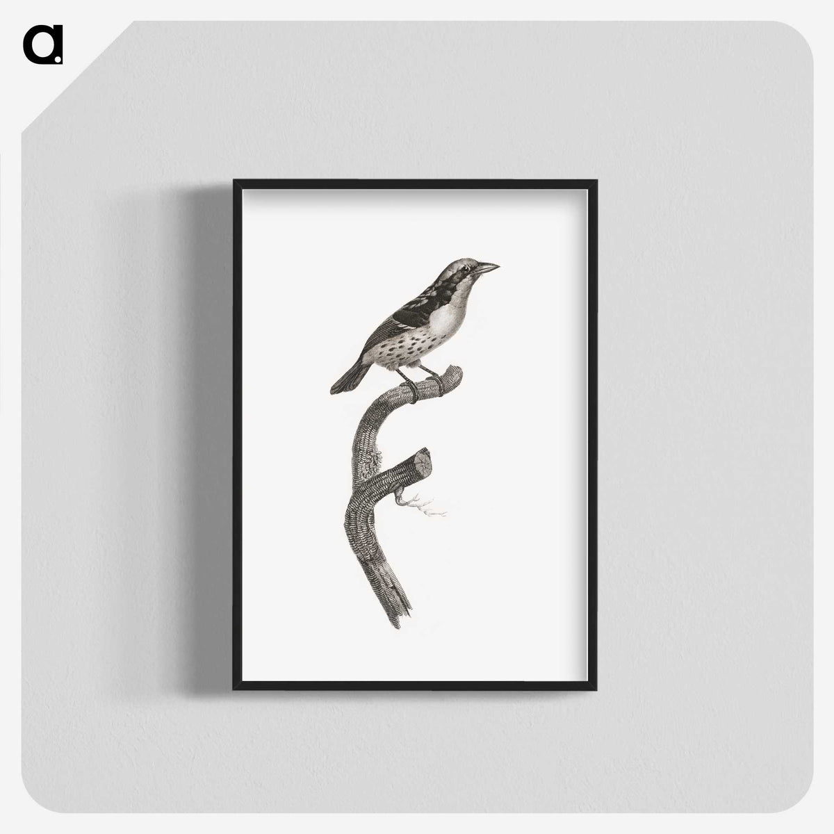 2-3_Des-Oiseaux-de-Paradis_blk-crop