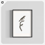 2-3_Des-Oiseaux-de-Paradis_blk