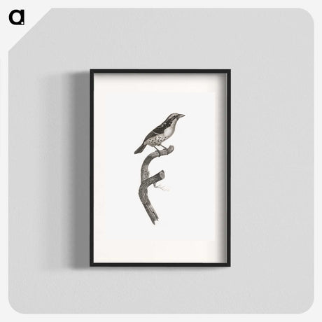 2-3_Des-Oiseaux-de-Paradis_blk