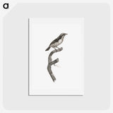 2-3_Des-Oiseaux-de-Paradis_hagaki