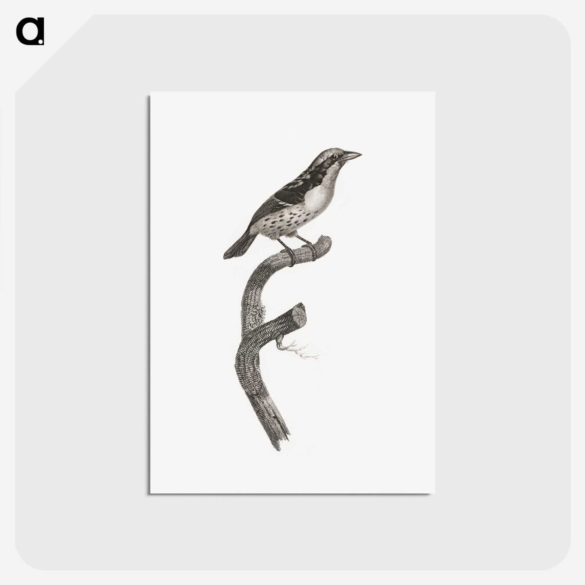 2-3_Des-Oiseaux-de-Paradis_postcard