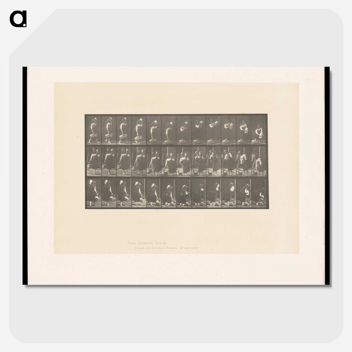 2-3_Eadweard-Muybridge_picture-crop