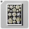 2-3_Ernst-Haeckel_canvas
