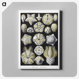 2-3_Ernst-Haeckel_canvas