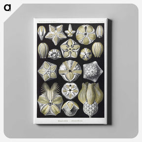 2-3_Ernst-Haeckel_canvas