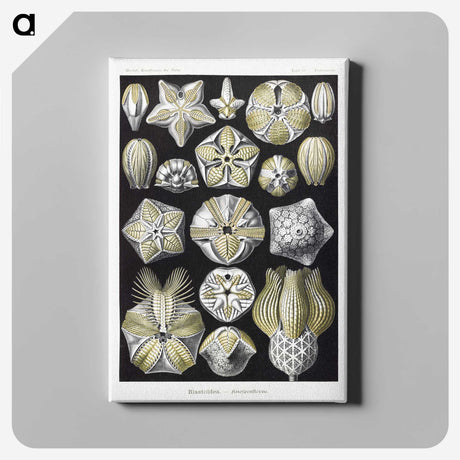2-3_Ernst-Haeckel_canvas