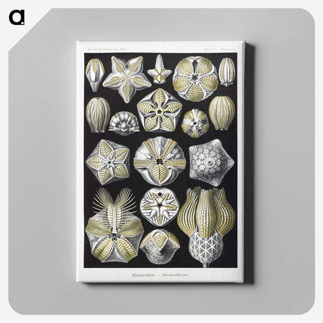 2-3_Ernst-Haeckel_canvas
