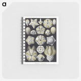2-3_Ernst-Haeckel_memo