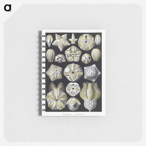 2-3_Ernst-Haeckel_memo