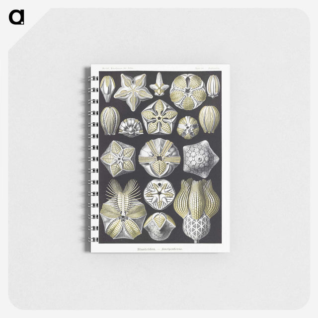2-3_Ernst-Haeckel_memo