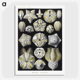 2-3_Ernst-Haeckel_picture-crop
