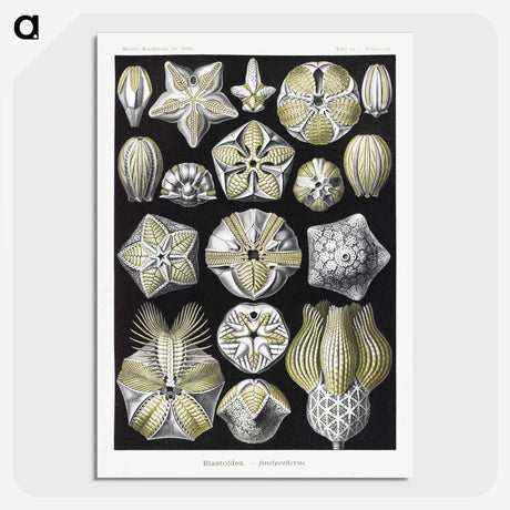 2-3_Ernst-Haeckel_picture-crop