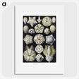 2-3_Ernst-Haeckel_picture