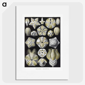 2-3_Ernst-Haeckel_picture