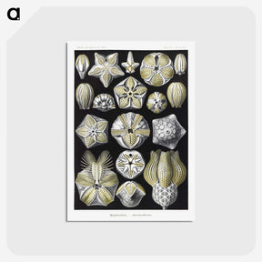 2-3_Ernst-Haeckel_postcard