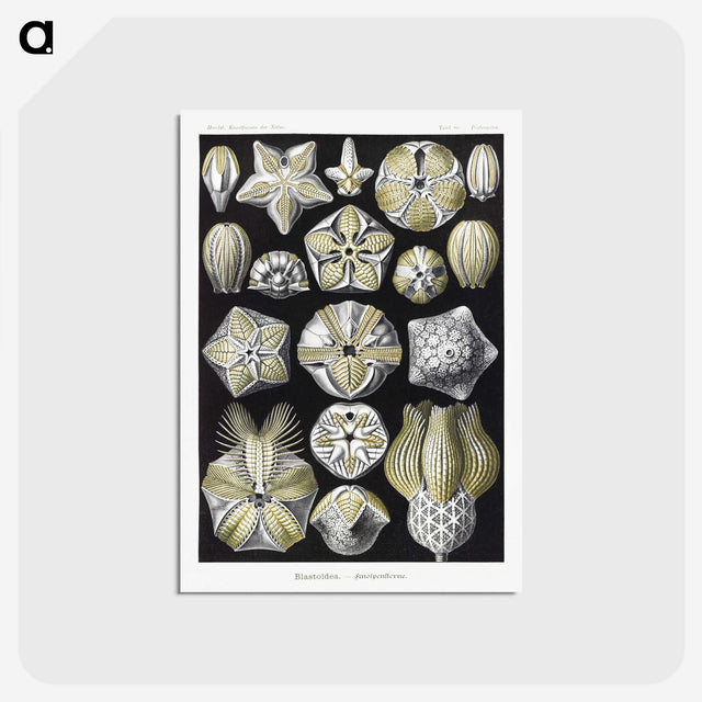 2-3_Ernst-Haeckel_postcard