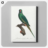 2-3_Francois-Levaillant_canvas