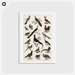 アートポストカード-Birds from Goldsmith's Animated Nature
 - ゴールドスミスの生き生きとした自然 Postcard.