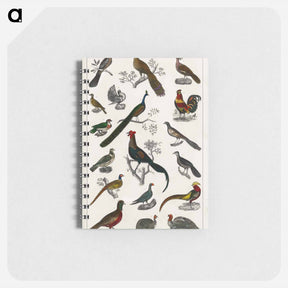 アートメモ帳-Birds from Goldsmith's Animated Nature
 - ゴールドスミスの生き生きとした自然 Memo.