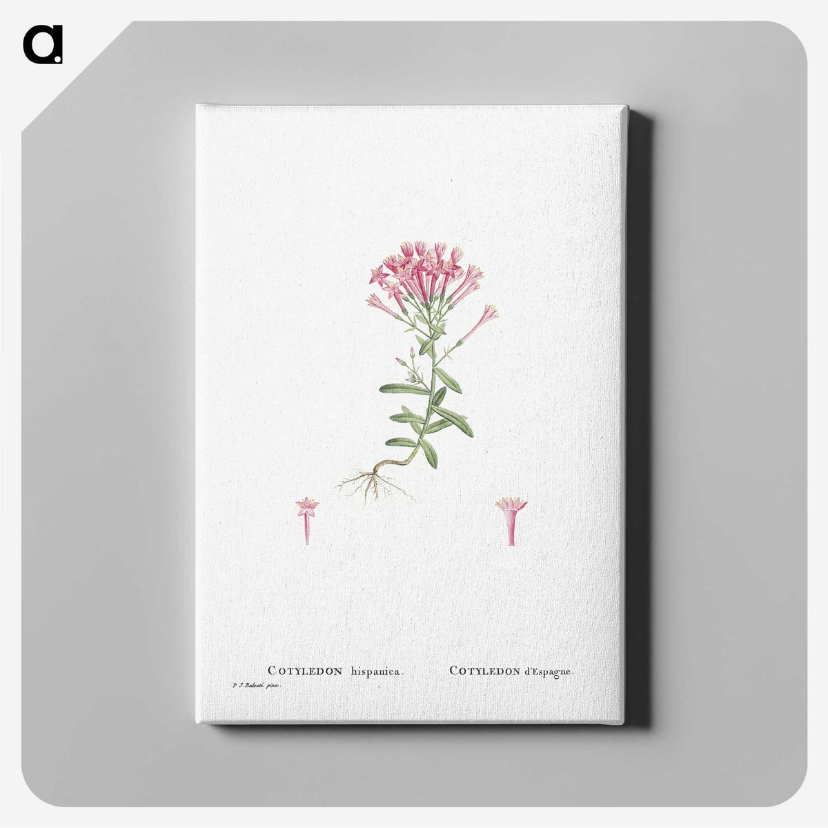 2-3_Histoire-des-Plantes-Grasses_canvas