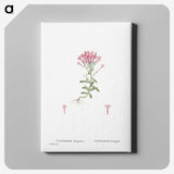 2-3_Histoire-des-Plantes-Grasses_canvas