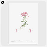 2-3_Histoire-des-Plantes-Grasses_picture-crop
