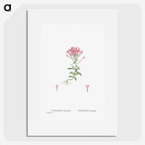 2-3_Histoire-des-Plantes-Grasses_picture