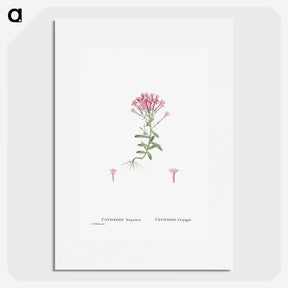 2-3_Histoire-des-Plantes-Grasses_picture