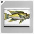 2-3_Ichtyologie-ou-Histoire-naturelle_canvas