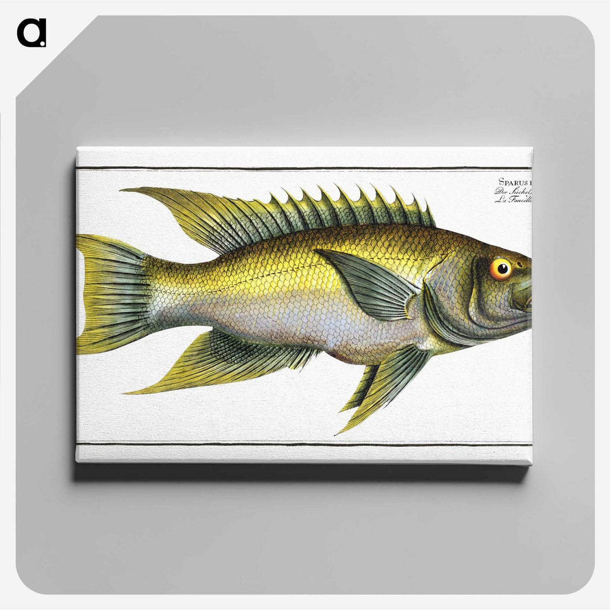 2-3_Ichtyologie-ou-Histoire-naturelle_canvas