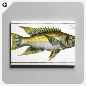 2-3_Ichtyologie-ou-Histoire-naturelle_canvas