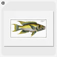 2-3_Ichtyologie-ou-Histoire-naturelle_picture