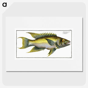 2-3_Ichtyologie-ou-Histoire-naturelle_picture