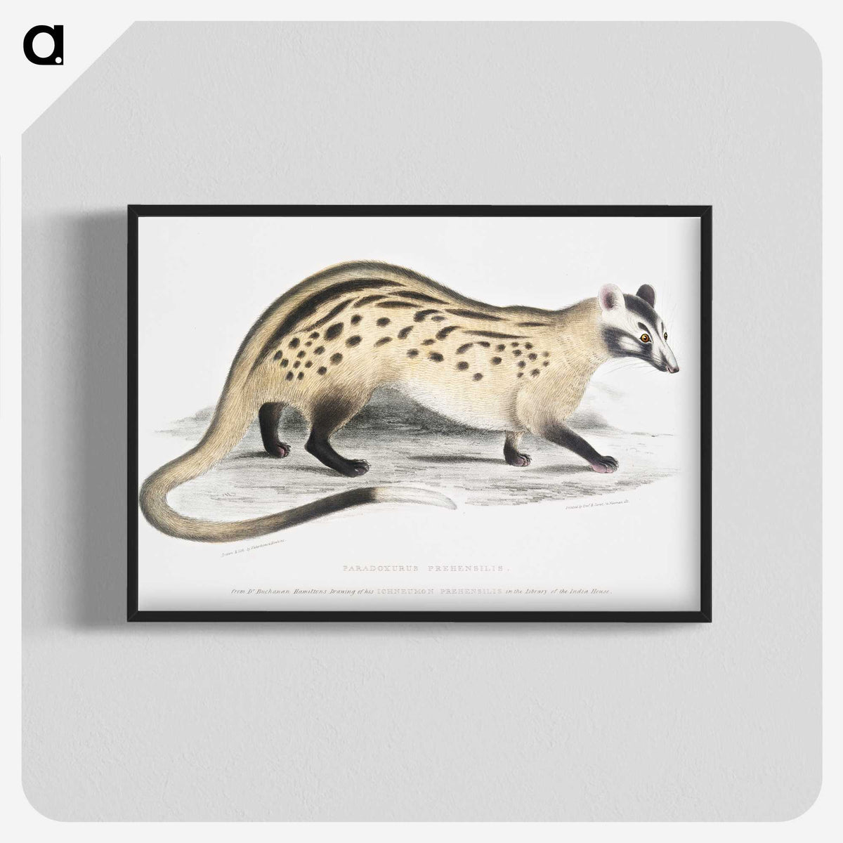 2-3_Indian-Zoology_blk-crop